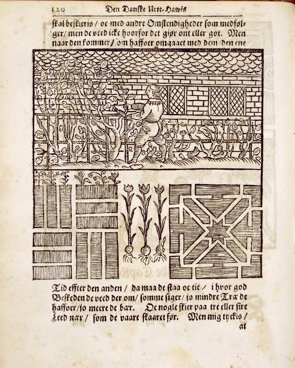 Koulutus ja istutus puutarhassa, hollantilainen puutarhuri, Johann van der Groen, julkaistu 1699 tekijältä Dutch School