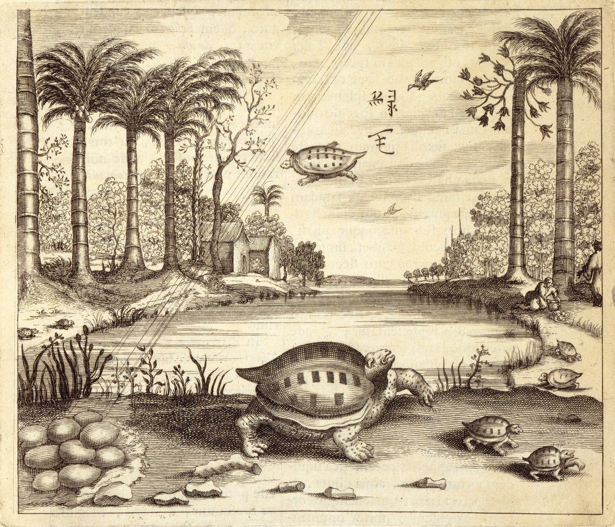 Kilpikonnanmunien kuoriutuminen, Kiinasta Kuvittanut Athanasius Kircher (1601-80) 1667 tekijältä Dutch School