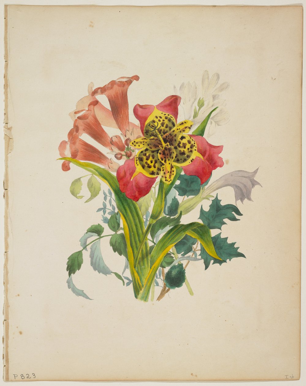 Trumpettiviinikimppu, Floran sanakirjasta, 1838 tekijältä E. W. Wirt