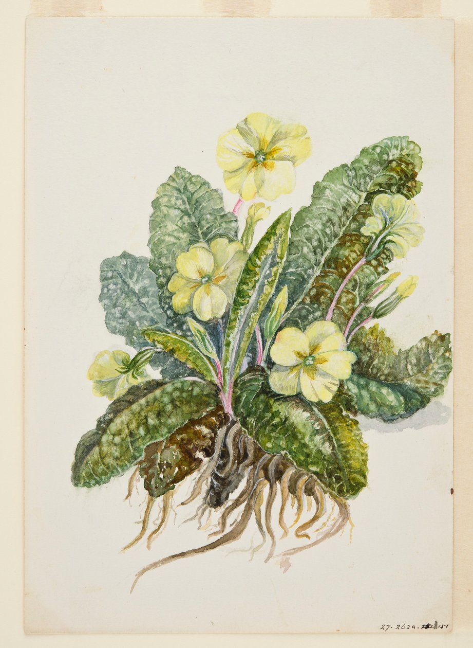 Primula vulgaris Huds Primrose, 1920-luku. tekijältä EF Crowley