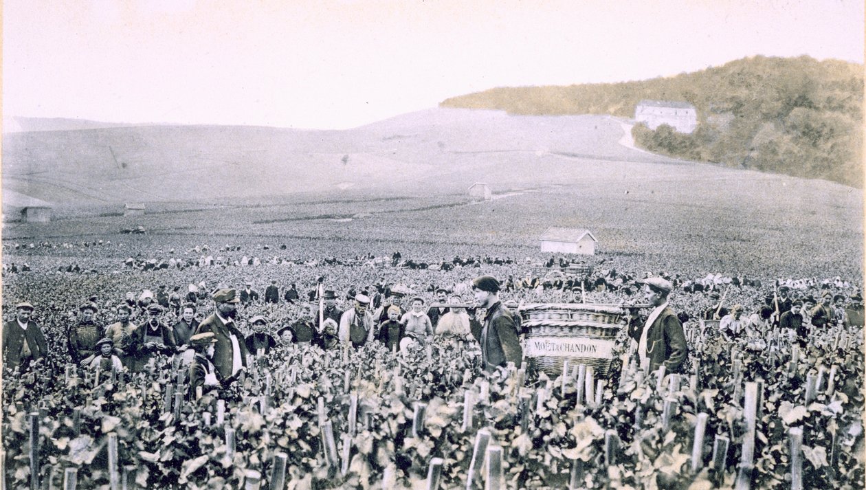 Rypäleiden poiminta, "Le France Vinicole", kaiverrus B. Arnaud, pub. kirjoittanut Moet und Chandon, Epernay (valokuva) tekijältä E.M. Choque