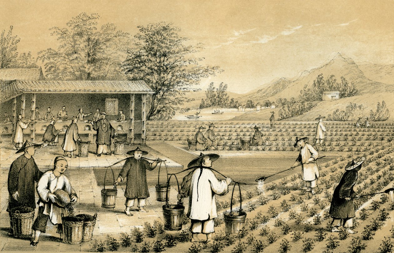 Kulttuuri ja teen valmistus, Kiina, 1847. tekijältä E Gilks