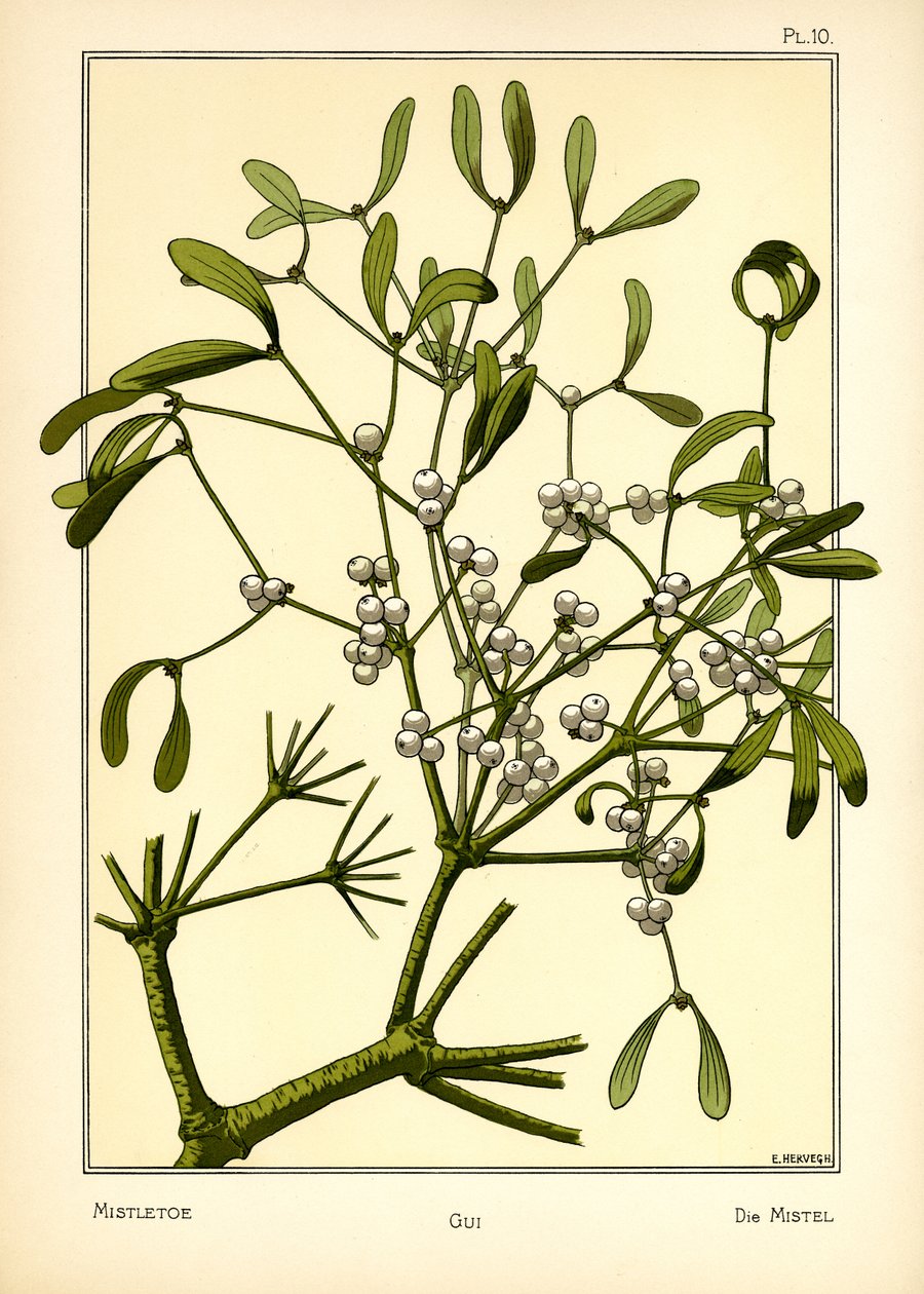 Mistelinoksa tekijältä E. Hervegh