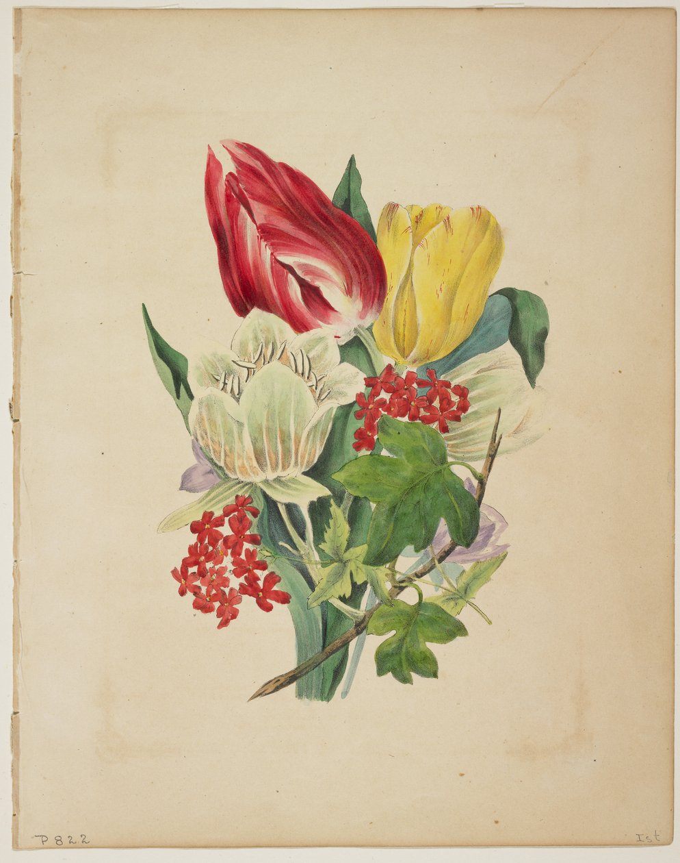 Tulppaanikimppu, Floran sanakirjasta, 1838 tekijältä E. W. Wirt