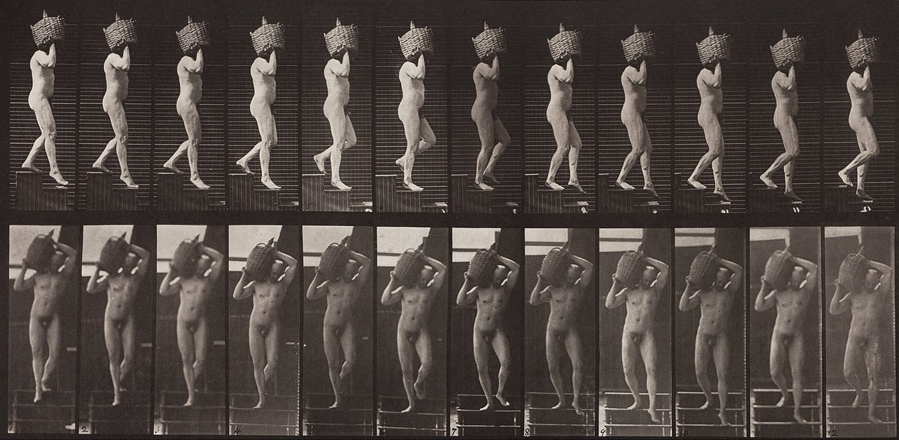 Eläinten liikkuminen, levy 136 tekijältä Eadweard Muybridge