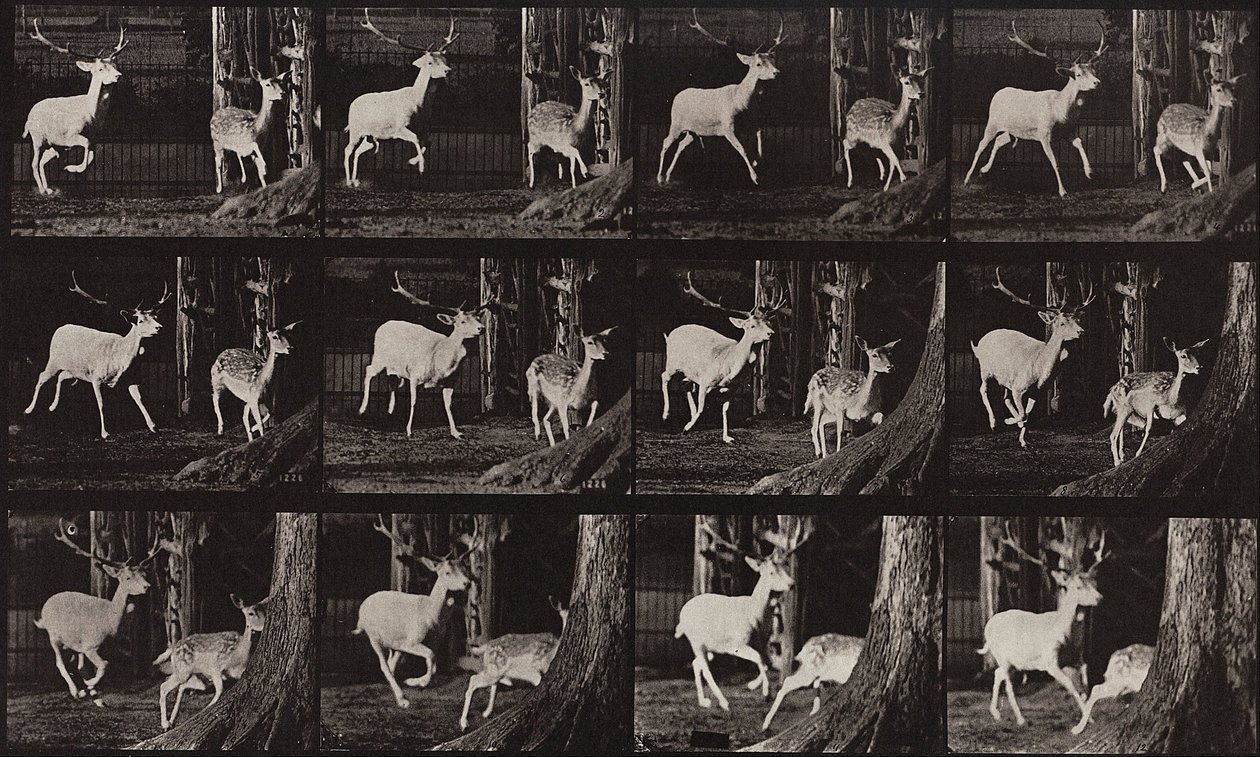 Eläinten liikkuminen, levy 686 tekijältä Eadweard Muybridge