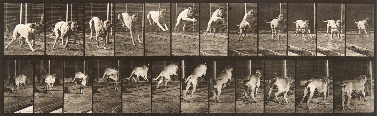 Eläinten liikkuminen, levy 712 tekijältä Eadweard Muybridge