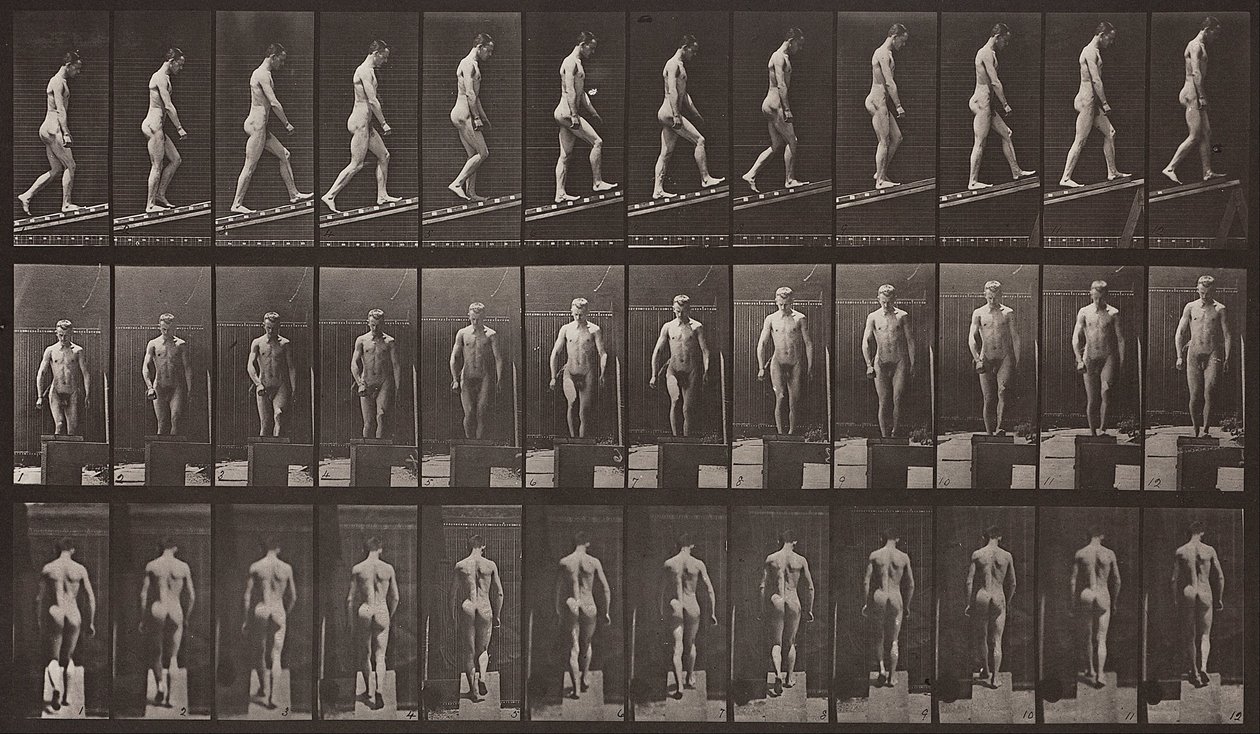 Eläinten liikkuminen, levy 74 tekijältä Eadweard Muybridge