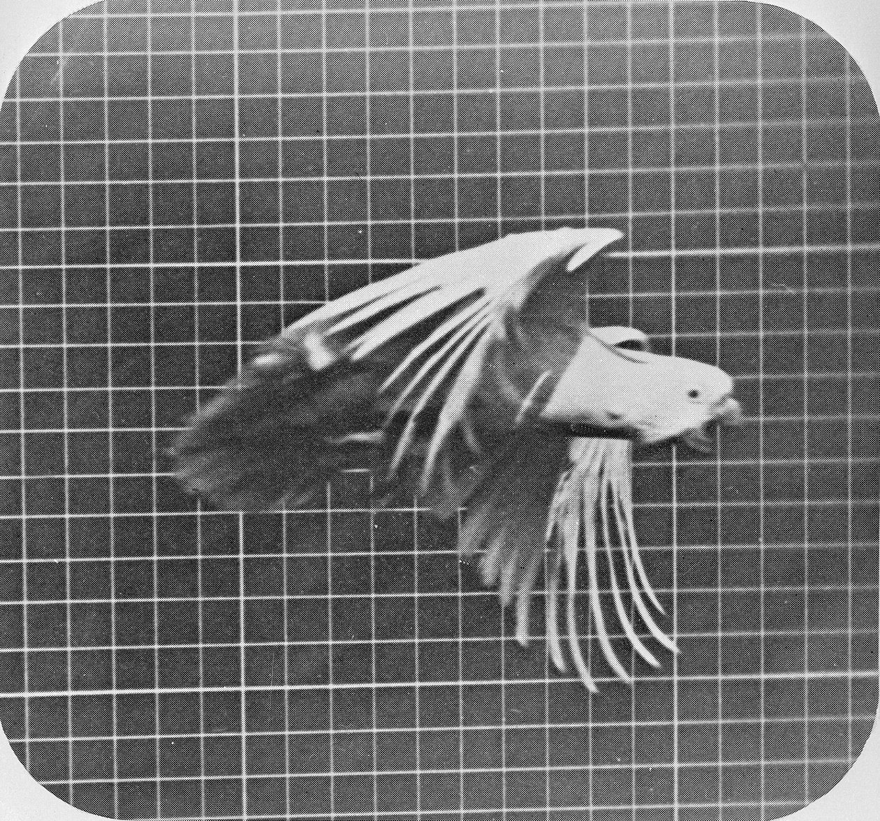 Kakadu lennossa, elokuvasta "Animal Locomotion, An Electro-Photographic Investigation of Consecutive Phases of Animal Movement", n. 1872-85 tekijältä Eadweard Muybridge