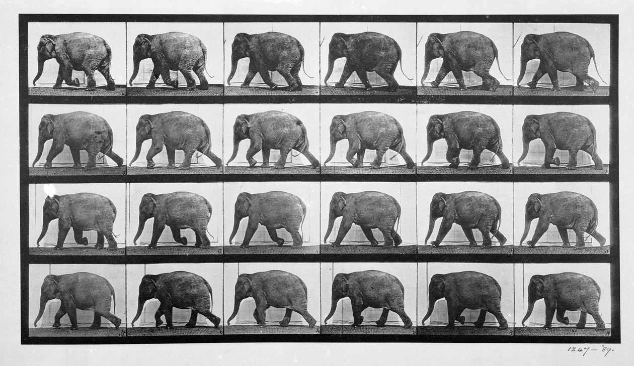 Elefantin kävely, levy 733 Animal Locomotionista, 1887 tekijältä Eadweard Muybridge