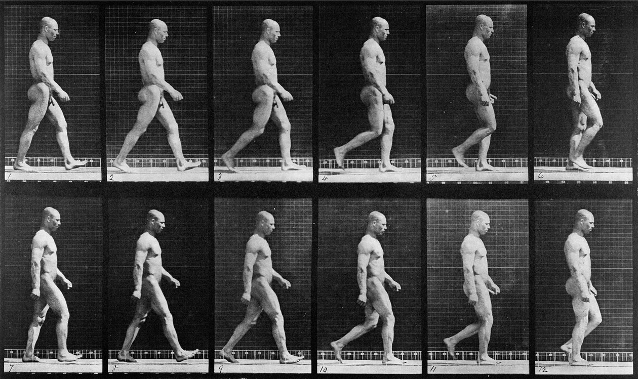 Mies kävelee, elokuvasta Animal Locomotion, 1887 tekijältä Eadweard Muybridge