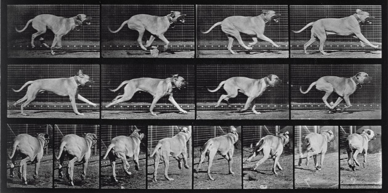 Running Dog, levy 707 julkaisusta Animal Locomotion, 1887 tekijältä Eadweard Muybridge