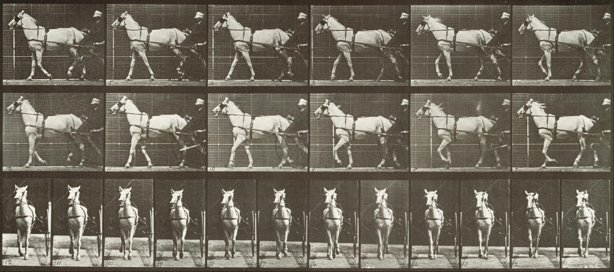 Kävely, Sulky, LightGray tamma, Katydid tekijältä Eadweard Muybridge
