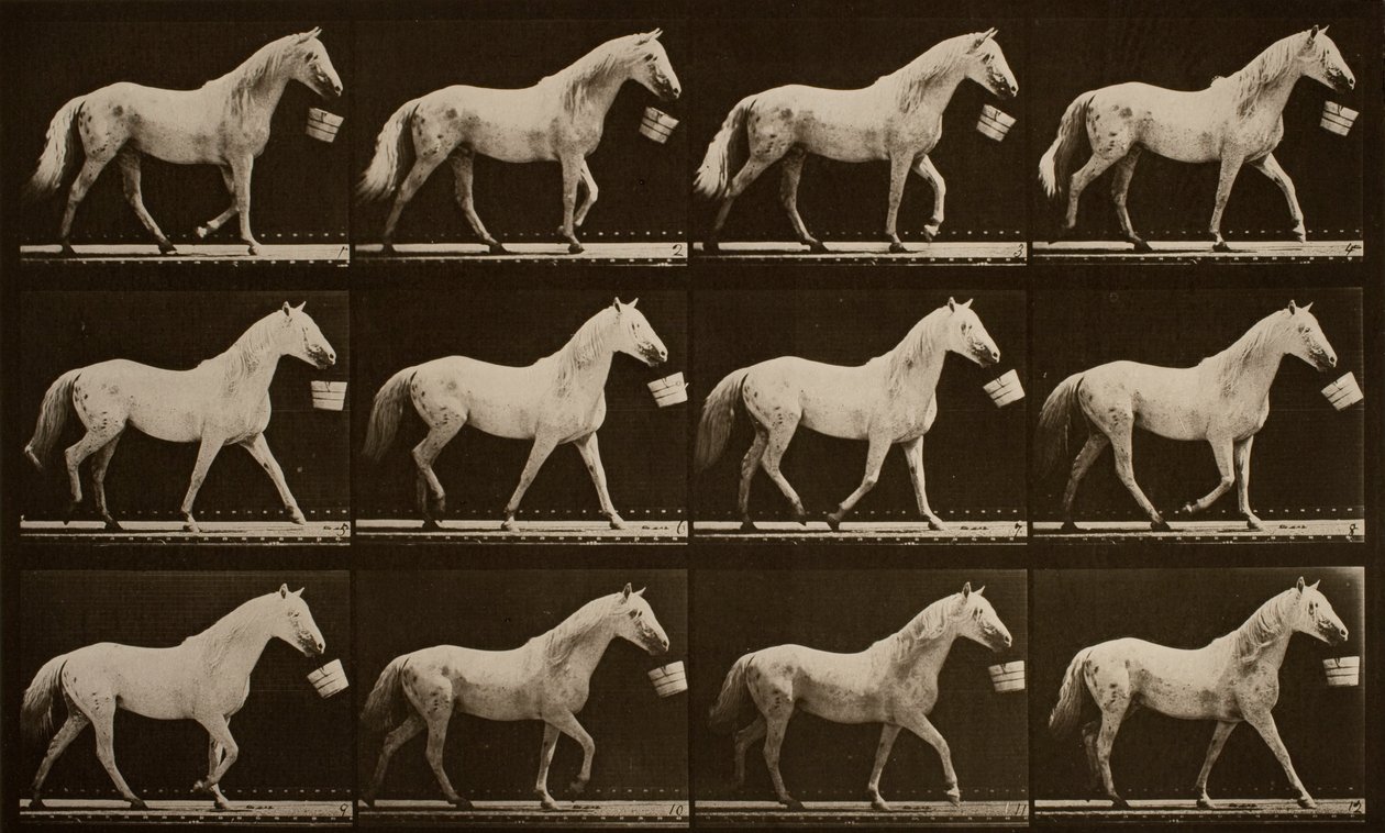 Kävely ämpäri suussa; vaaleanharmaa hevonen, Eagle tekijältä Eadweard Muybridge