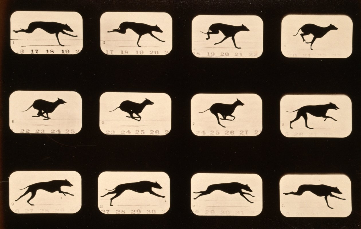 Vinttikoira, ajaa Animal Locomotion -sarjaa, n. 1881 tekijältä Eadweard Muybridge