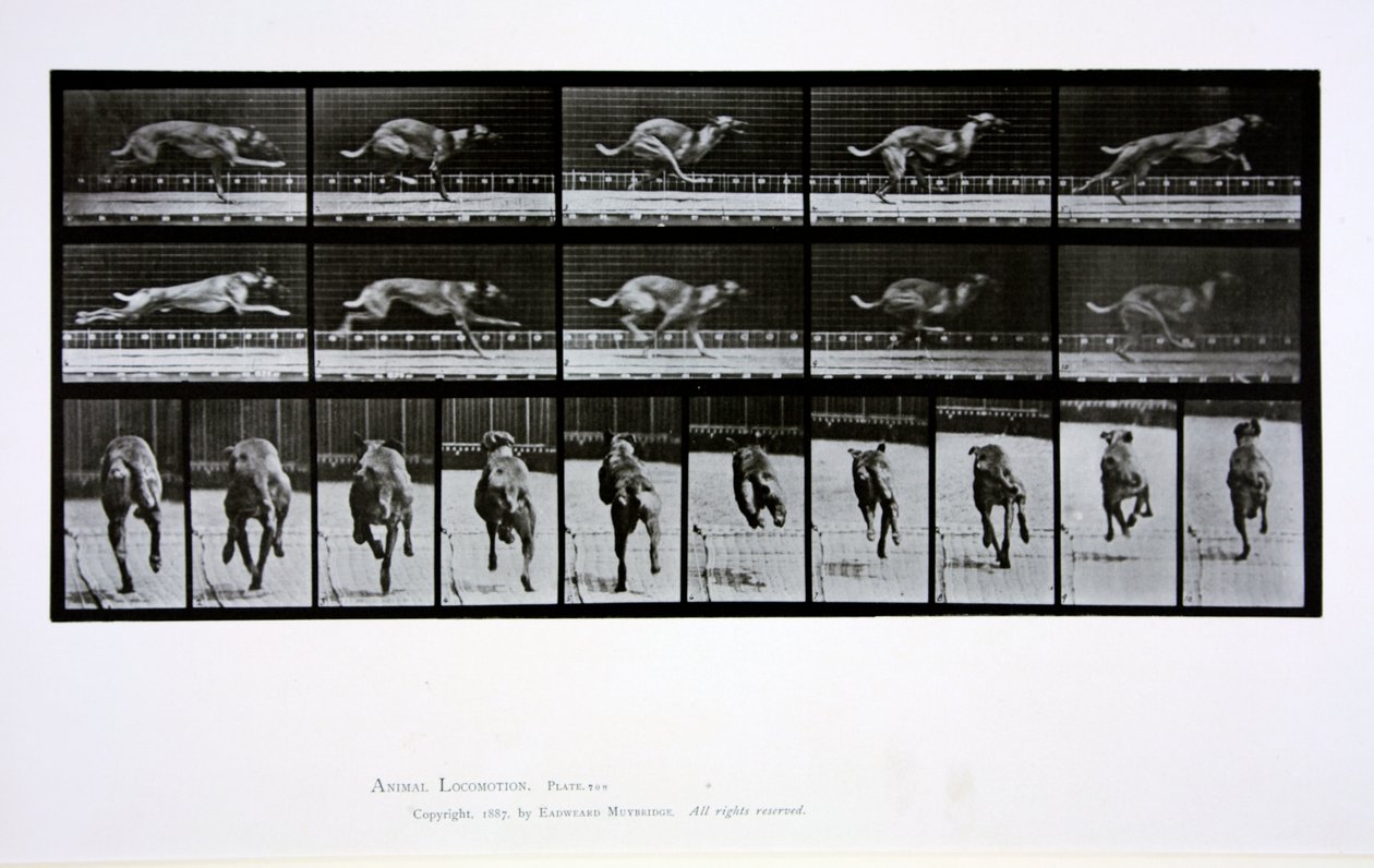 Vinttikoirajuoksu, levy 708, Animal Locomotion, 1887 tekijältä Eadweard Muybridge