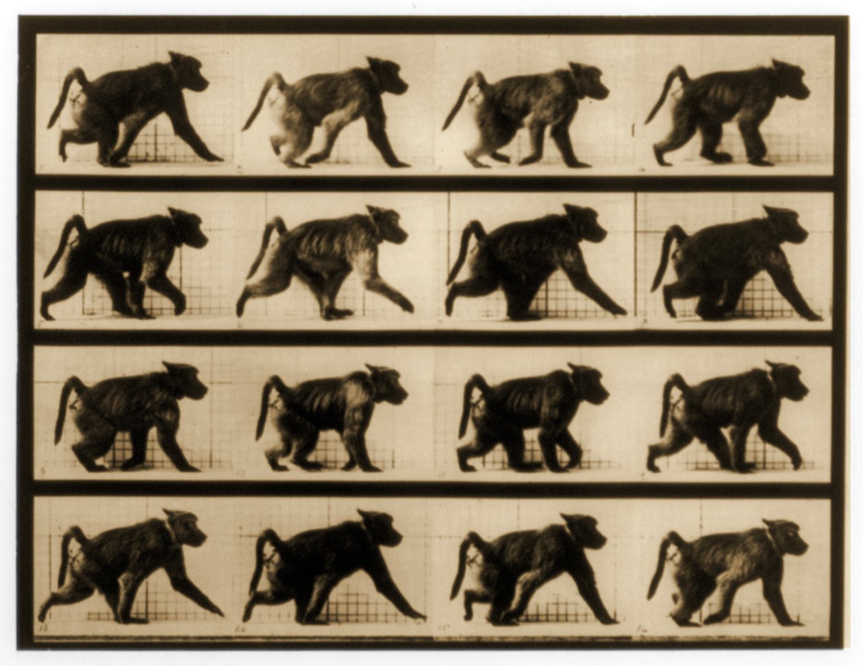 Kuvasarja paviaanista, joka juoksee, "Animal Locomotion" -sarja, n. 1887 tekijältä Eadweard Muybridge