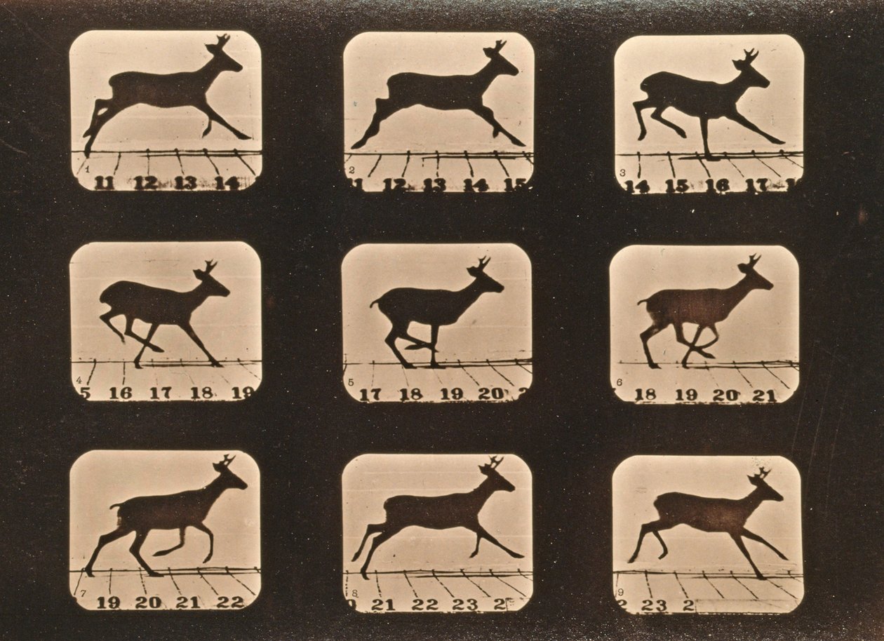 Kuvasarja juoksevasta hirvestä, "Animal Locomotion" -sarja, n. 1881 tekijältä Eadweard Muybridge