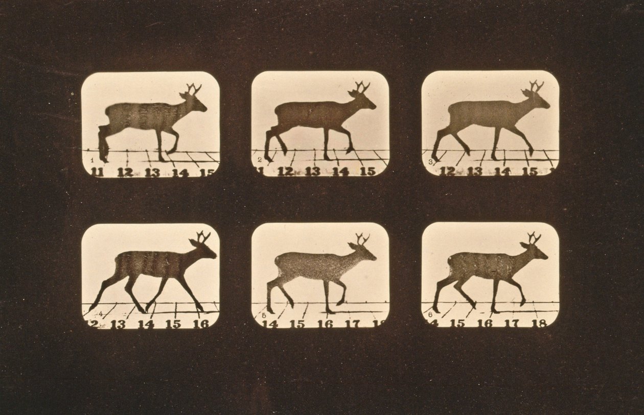Kuvasarja ravista hirveä, "Animal Locomotion" -sarja, n. 1881 tekijältä Eadweard Muybridge