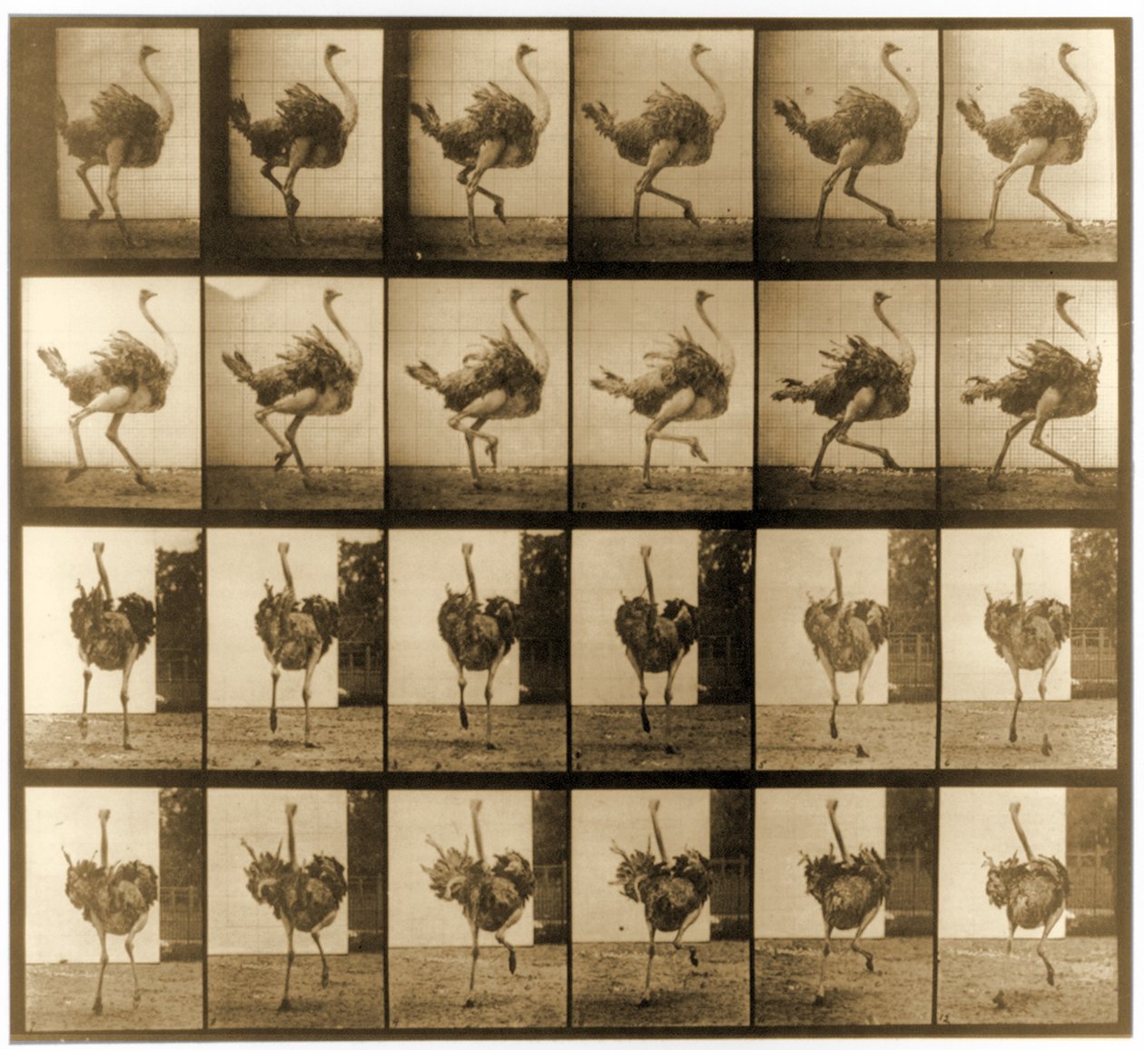 Kuvasarja strutsijuoksusta, "Animal Locomotion" -sarja, n. 1887 tekijältä Eadweard Muybridge