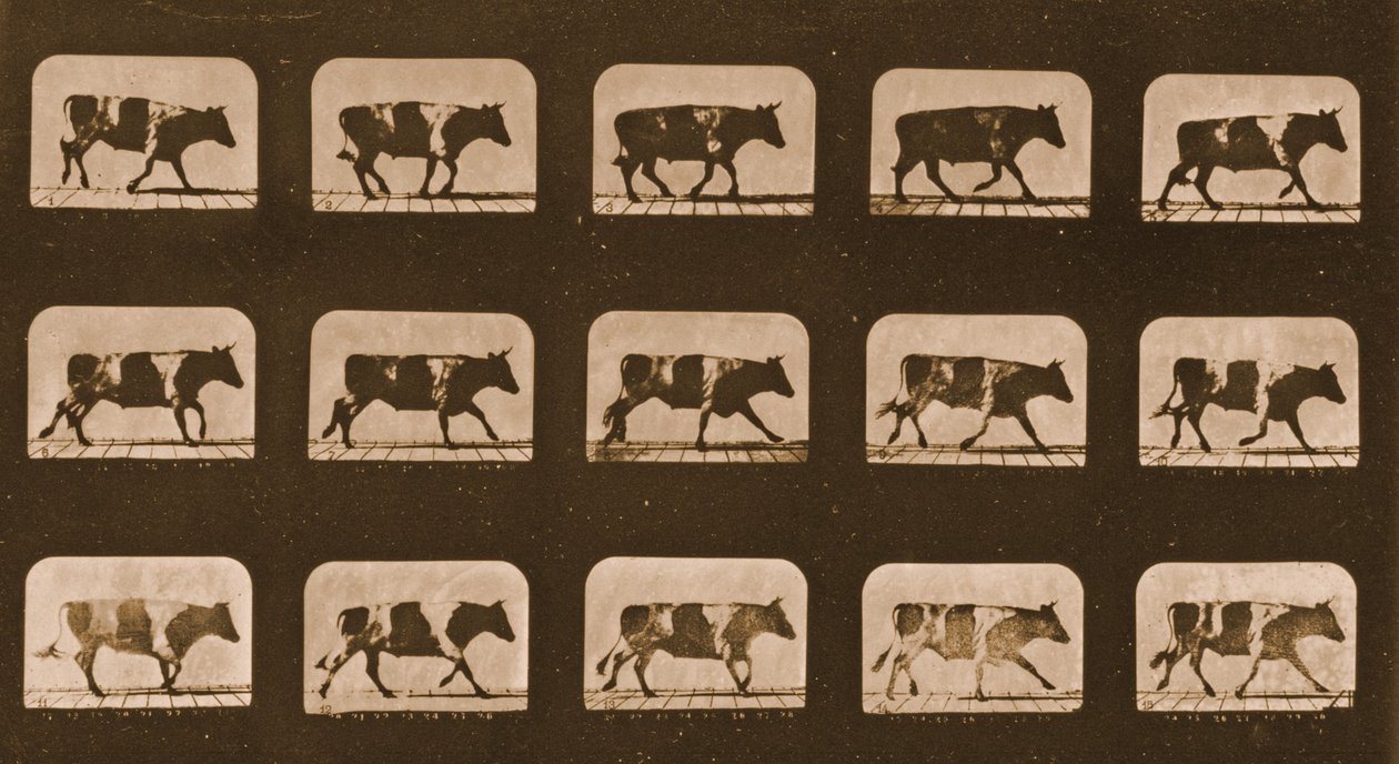 Kuvasarja härän juoksemisesta, Animal Locomotion -sarja, n. 1881 tekijältä Eadweard Muybridge