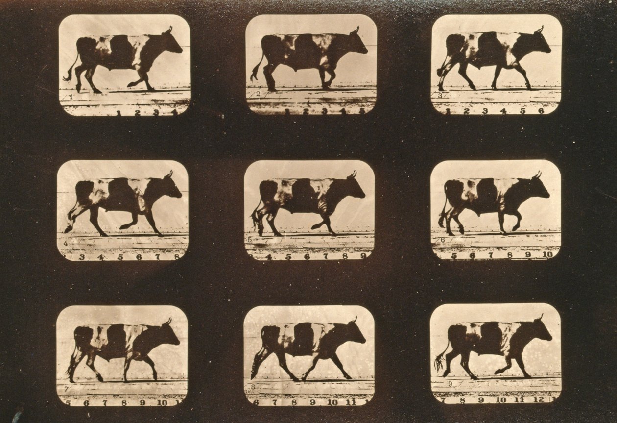 Kuvasarja Ox ravista, Animal Locomotion -sarja, n. 1881 tekijältä Eadweard Muybridge