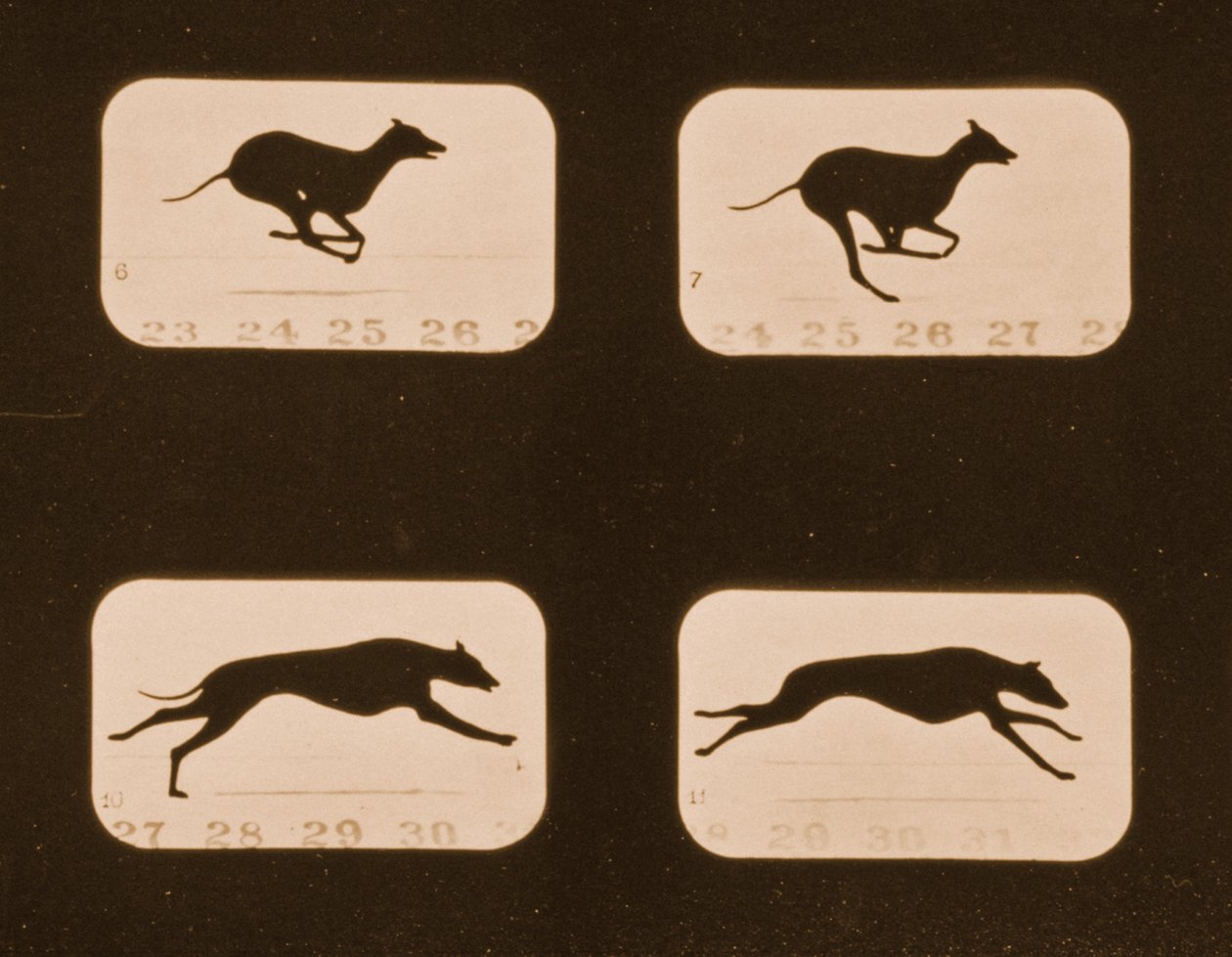Kuvasarja juoksevista vinttikoirasta, Animal Locomotion -sarja, n. 1881 tekijältä Eadweard Muybridge