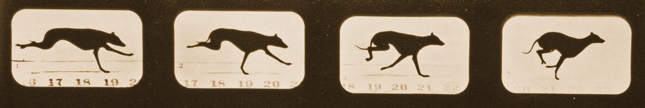 Kuvasarja juoksevista vinttikoirasta, Animal Locomotion -sarja, n. 1881 tekijältä Eadweard Muybridge