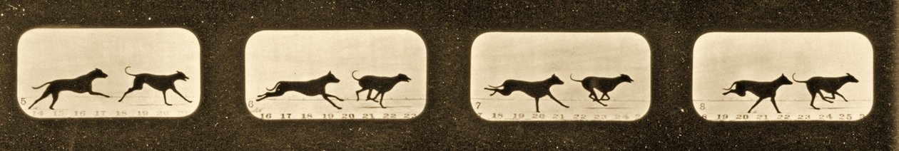 Kuvasarja juoksevista vinttikoirasta, Animal Locomotion -sarja, n. 1881 tekijältä Eadweard Muybridge
