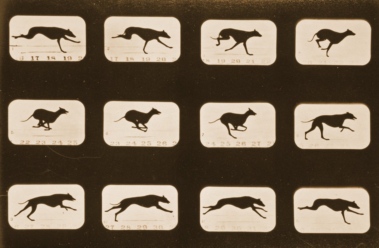 Kuvasarja juoksevista vinttikoirasta, Animal Locomotion -sarja, n. 1881 tekijältä Eadweard Muybridge