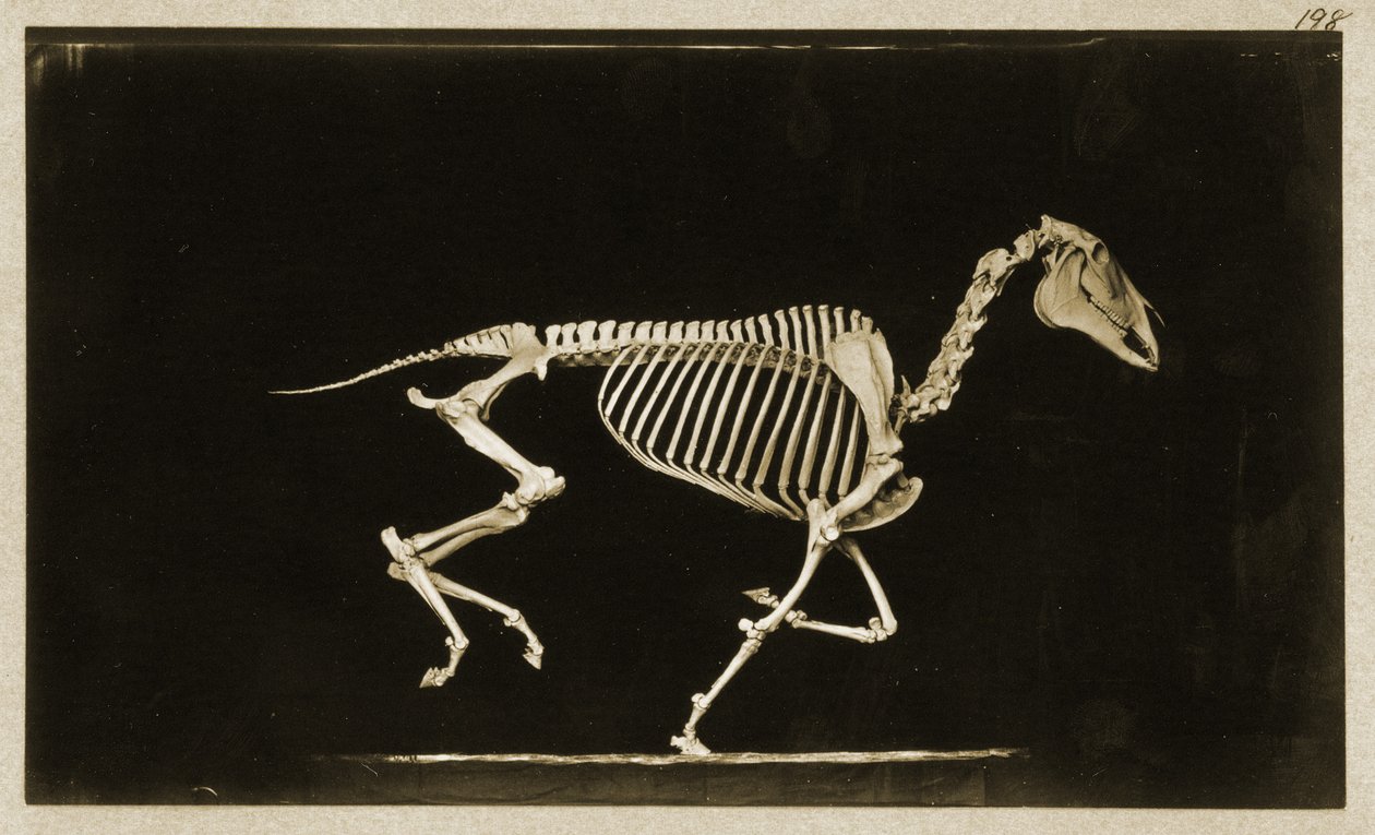 Juoksevan hevosen luuranko tekijältä Eadweard Muybridge