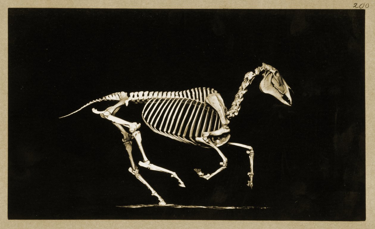 Juoksevan hevosen luuranko tekijältä Eadweard Muybridge