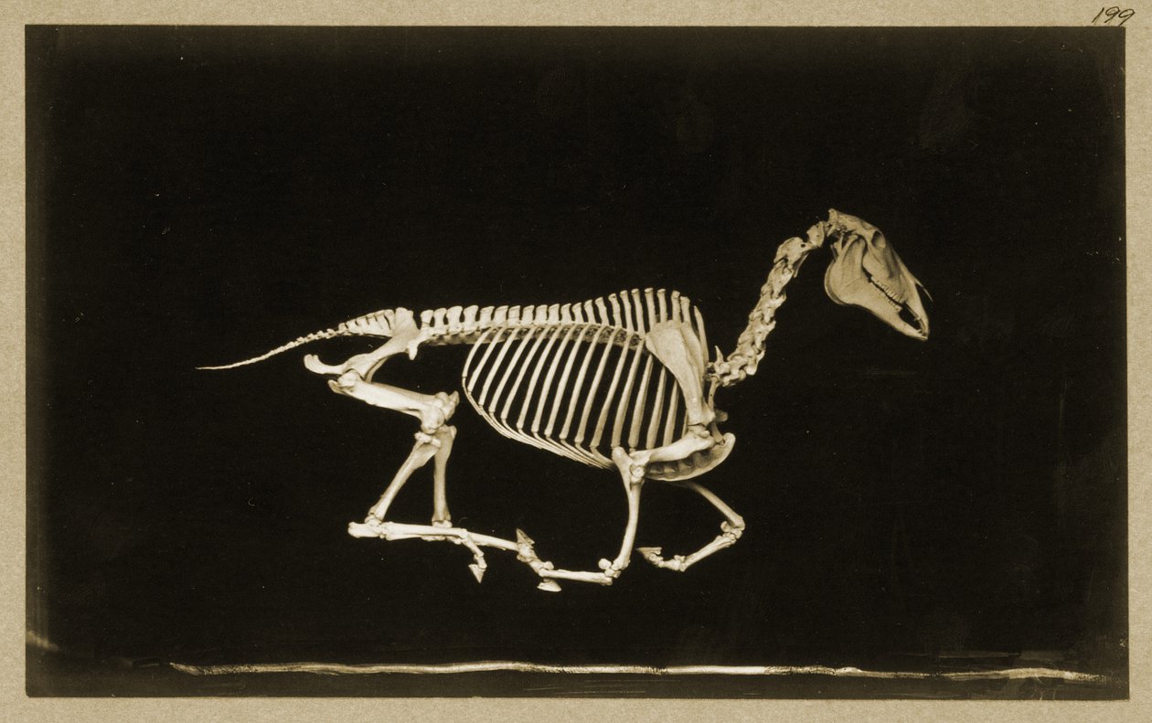 Juoksevan hevosen luuranko tekijältä Eadweard Muybridge