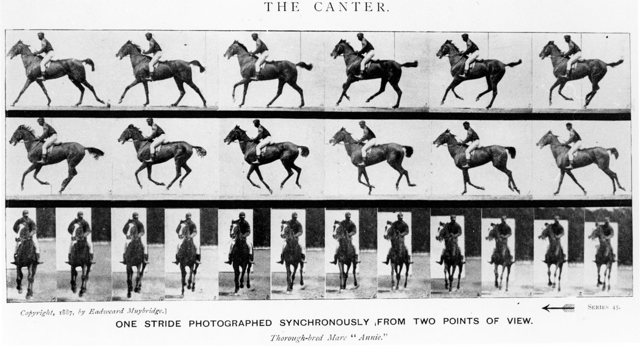 The Canter: One Stride Photographer Synchronously from Two Points of View, 1887, kuvitus Eadweard Muybridgen teoksesta Animals in Motion, 1907 painos tekijältä Eadweard Muybridge
