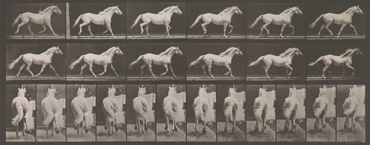 Eläinten liikkuminen. Eläinten peräkkäisten vaiheiden sähkövalokuvaus..., 1880-luku. tekijältä Eadweard Muybridge