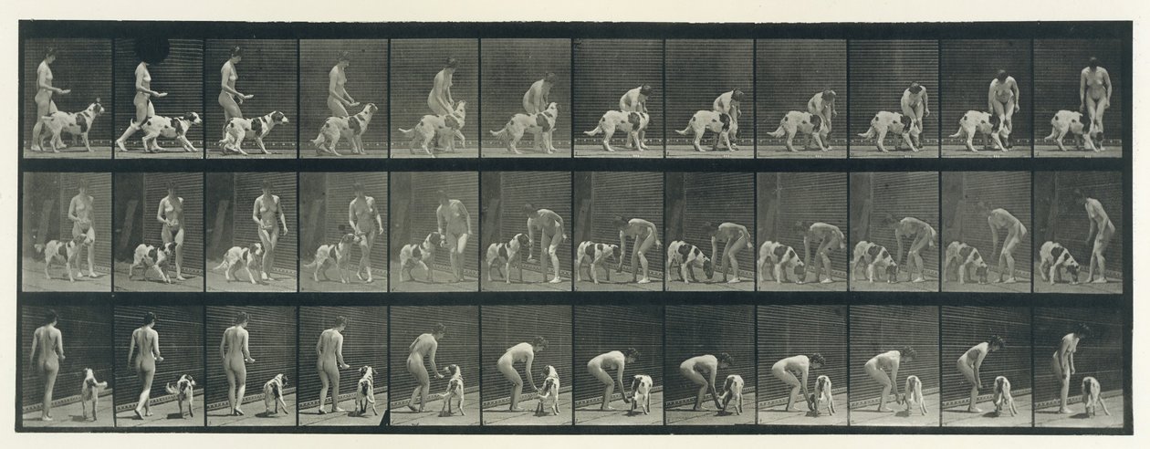 Eläinten liikkuminen. Eläinten peräkkäisten vaiheiden sähkövalokuvaus..., 1880-luku. tekijältä Eadweard Muybridge