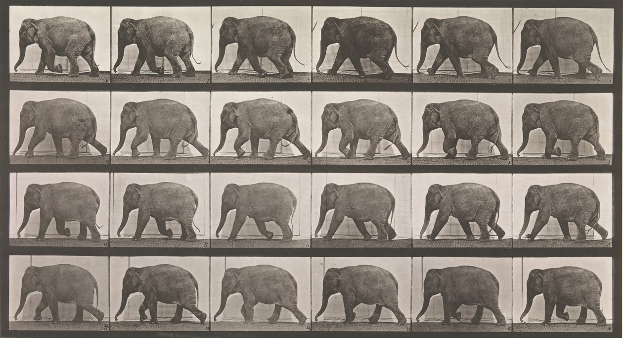 Eläinten liikkuminen. Eläinten peräkkäisten vaiheiden sähkövalokuvaus..., 1880-luku. tekijältä Eadweard Muybridge