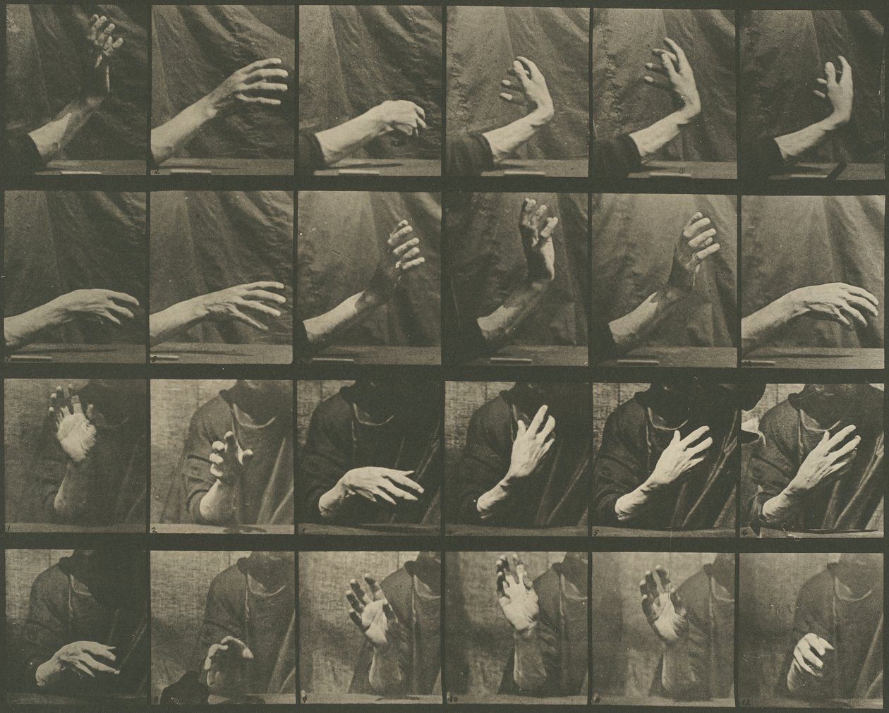 Animal Locomotion, levy 535, 1887. tekijältä Eadweard Muybridge