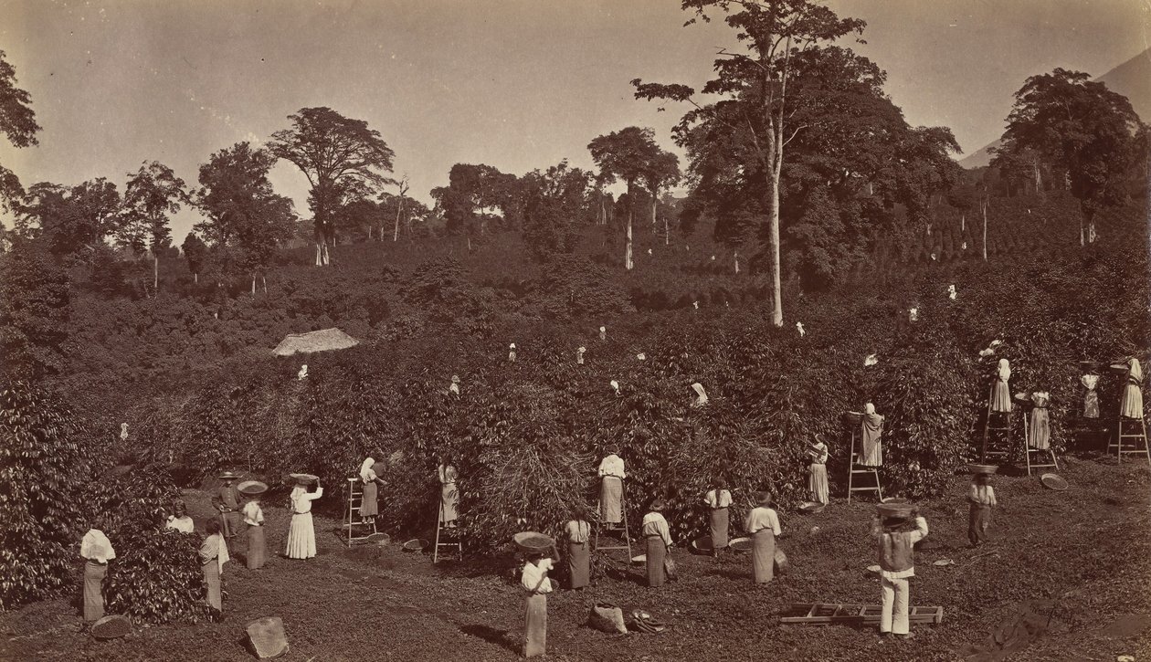 Kahvin sadonkorjuu, Las Nubes-Guatemala, 1875. tekijältä Eadweard Muybridge