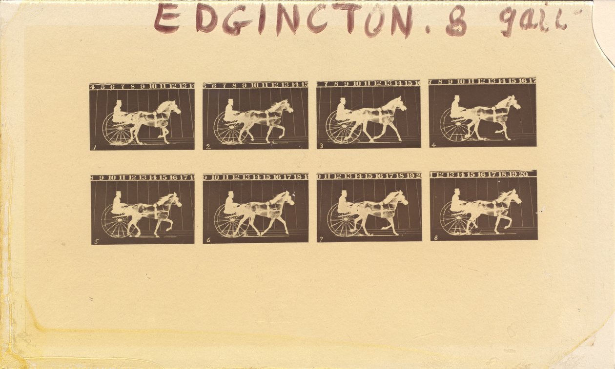 Internegatiivi hevosille. Ravi. Abe Edgington. nro 28, 1878. tekijältä Eadweard Muybridge