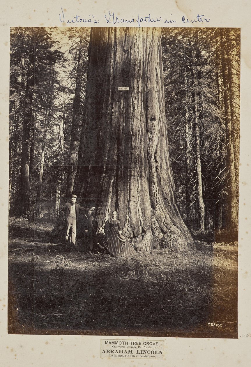 Mammoth Tree Grove, Calaverasin piirikunta, Kalifornia. Abraham Lincoln. 320 jalkaa korkea, ympärysmitta 54 jalkaa. tekijältä Eadweard J. Muybridge