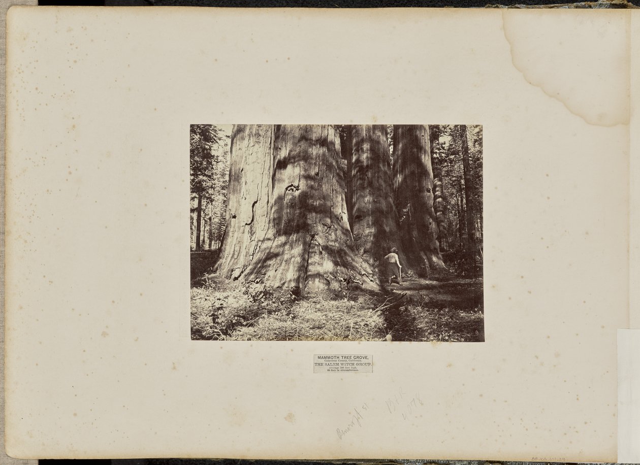 Mammoth Tree Grove, Calaverasin piirikunta, Kalifornia. Salemin noitaryhmä. Keskimääräinen korkeus 300 jalkaa, ympärysmitta 65 jalkaa. tekijältä Eadweard J. Muybridge