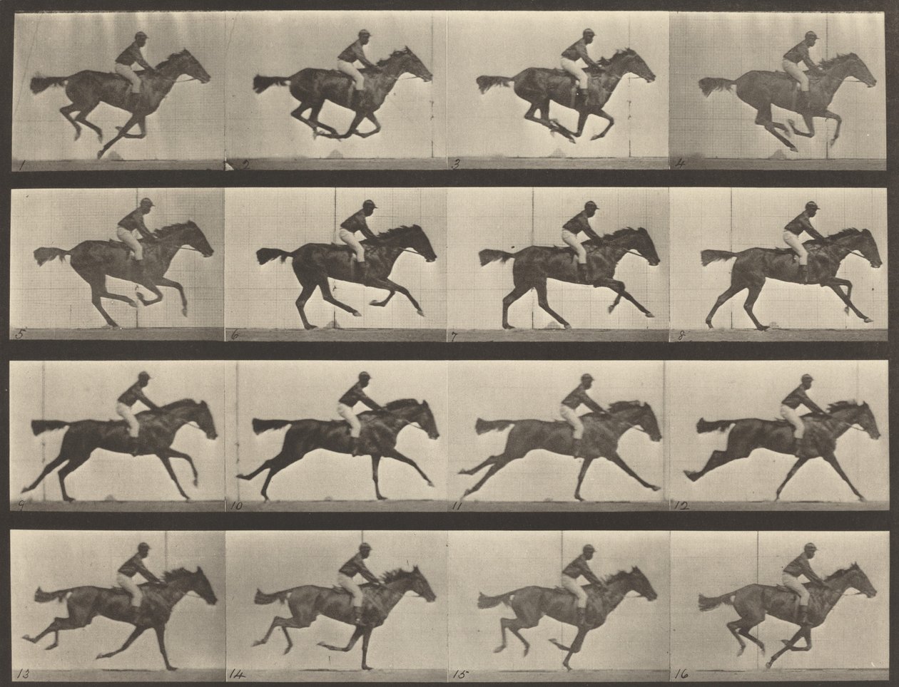 Kilpinumero 626. Laukka, täysiverinen lahdentamma, Annie G., 1887. tekijältä Eadweard Muybridge