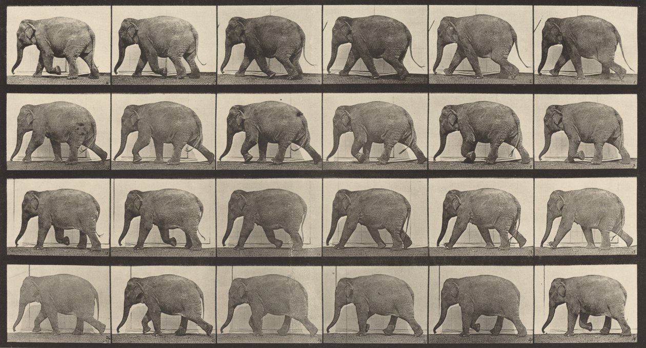 Kilpinumero 733. Elefantin kävely, 1887. tekijältä Eadweard Muybridge