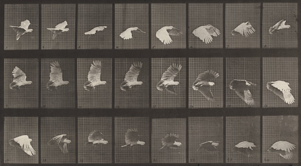 Kilpinumero 758. Kakadu lentävä, 1887. tekijältä Eadweard Muybridge
