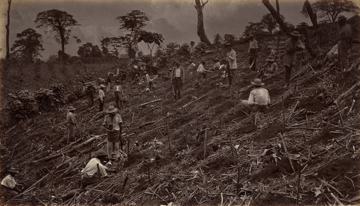 Kahviviljelmän perustaminen Antigua de Guatemalassa, 1875, julkaistu 1877. tekijältä Eadweard Muybridge