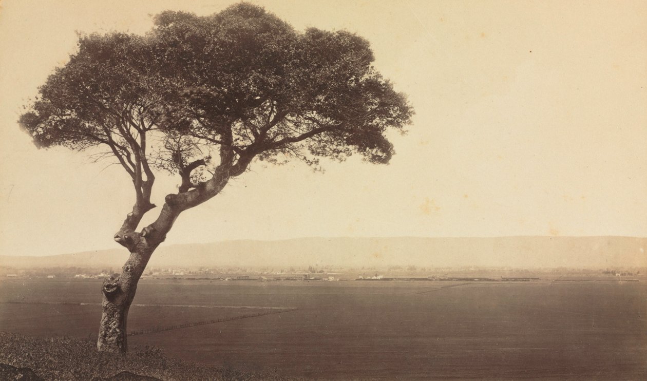Nimetön (Maisema lähellä Watsonvilleä, Kalifornia) tekijältä Eadweard J. Muybridge