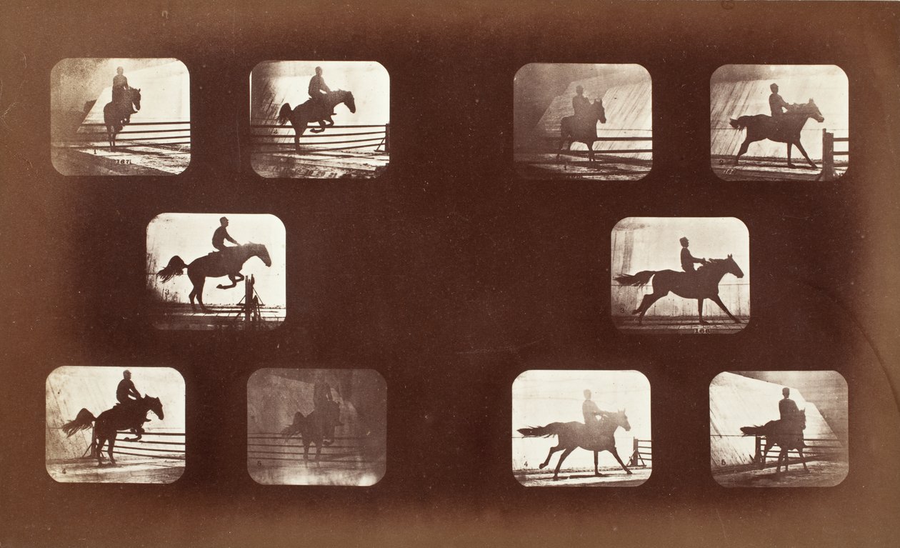 Eläinten liikkuminen (mies hevosen selässä esteiden yli) tekijältä Eadweard Muybridge