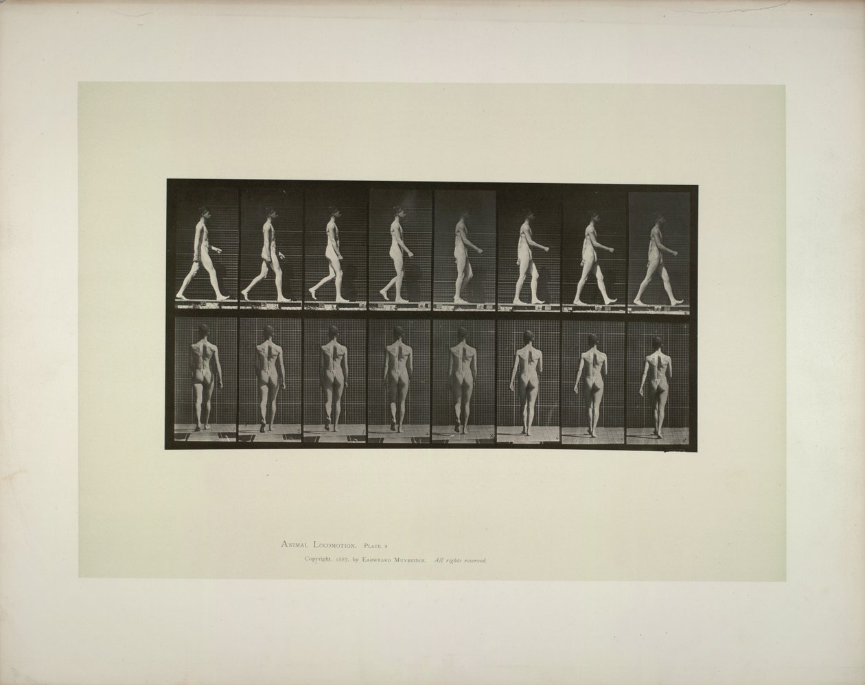 Eläinten liikkuminen: miesten lantion kangas, 1887. tekijältä Eadweard Muybridge