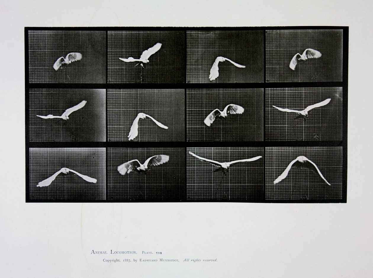 Lintu lennossa, levy 762 julkaisusta Animal Locomotion, 1887 tekijältä Eadweard Muybridge